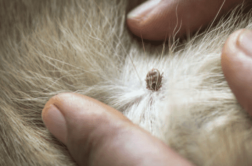 parasites in pets santa cruz