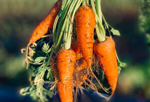 Carrots