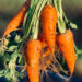 Carrots