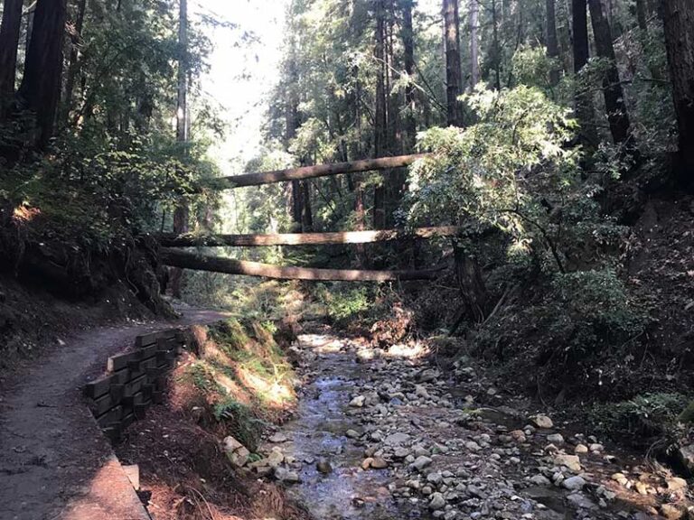 Hiking Fall Creek at Henry Cowell