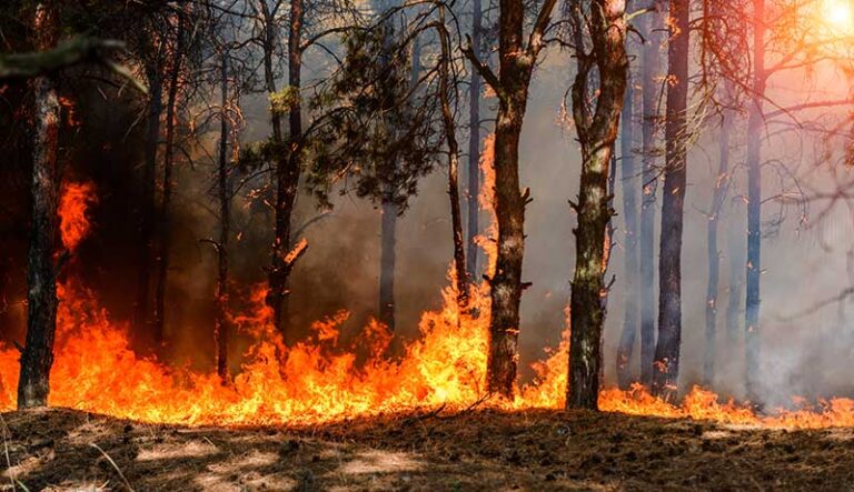 Steps to Protecting Your Family and Home from Wildfires