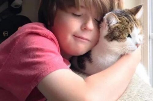A young boy with light brown hair, wearing a pink shirt, is seen in a close-up hugging a brown, white, and black tabby cat. The boy has his eyes closed and a soft smile, resting his head against the cat. The cat, with prominent green eyes and long white whiskers, looks contentedly out of a window to the right of the frame, bathed in natural light.