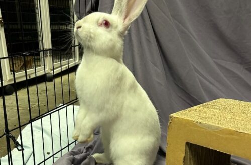 A fluffy white albino rabbit with striking red eyes stands upright on its hind legs, gazing attentively upwards and to the left. The rabbit is partially inside a black wire cage, with a light blue blanket visible on the cage floor. A grey draped fabric serves as the background, and a light brown cardboard structure is visible to the rabbit's right.