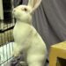 A fluffy white albino rabbit with striking red eyes stands upright on its hind legs, gazing attentively upwards and to the left. The rabbit is partially inside a black wire cage, with a light blue blanket visible on the cage floor. A grey draped fabric serves as the background, and a light brown cardboard structure is visible to the rabbit's right.