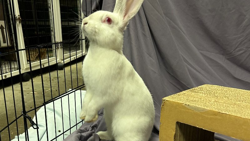 A fluffy white albino rabbit with striking red eyes stands upright on its hind legs, gazing attentively upwards and to the left. The rabbit is partially inside a black wire cage, with a light blue blanket visible on the cage floor. A grey draped fabric serves as the background, and a light brown cardboard structure is visible to the rabbit's right.
