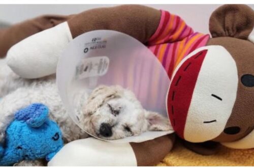 The Heartwarming Story of Kevin the Clinic Dog