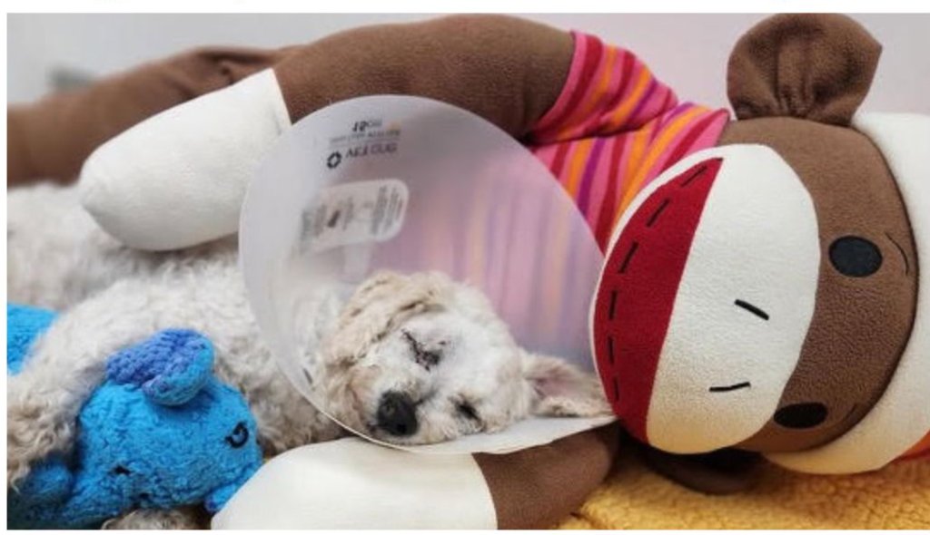 The Heartwarming Story of Kevin the Clinic Dog