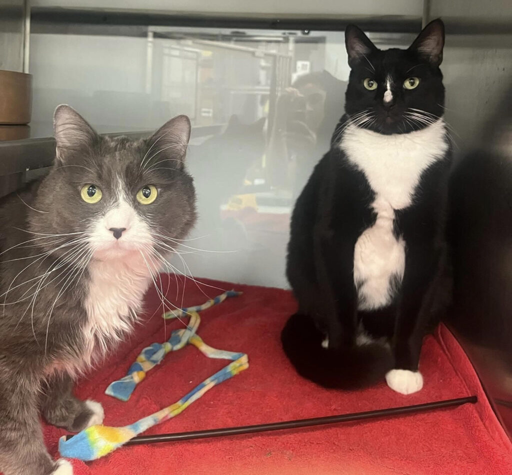 Pets of the Month: Smokey and Jack