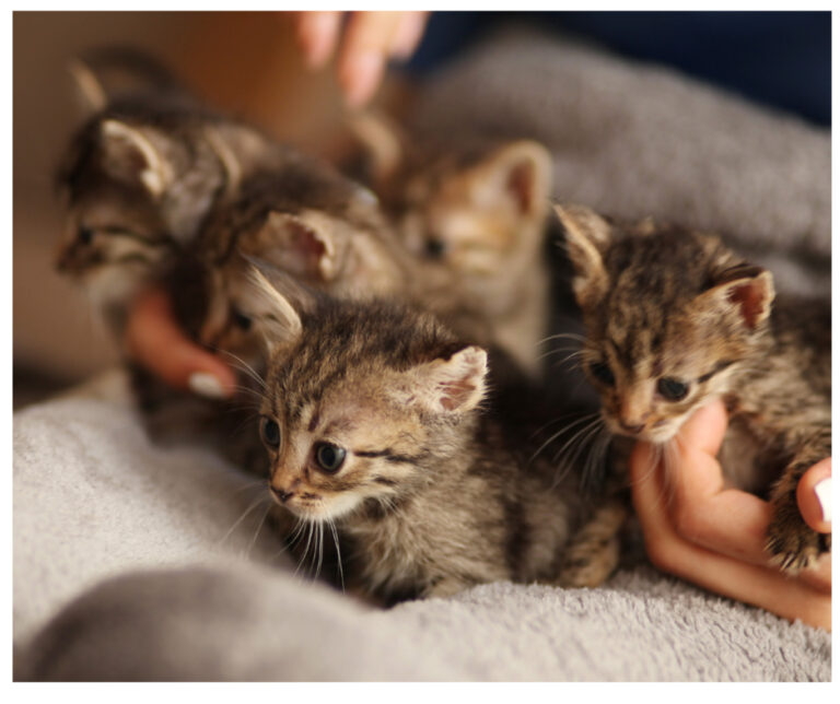 Thinking of Adding a Kitten to Your Life?