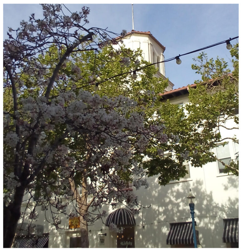 Curisi-Tree: Whispers from Our Urban Forest