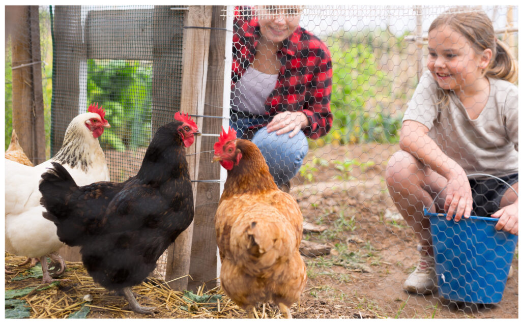 Fowl Play: Life With a Backyard Flock
